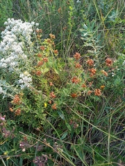 Dorycnium