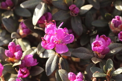 Rhododendron lapponicum