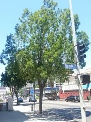 Afrocarpus falcatus