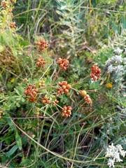 Dorycnium