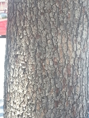Afrocarpus falcatus