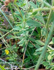 Dorycnium