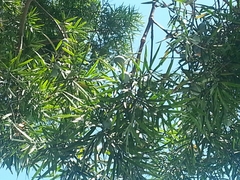 Afrocarpus falcatus