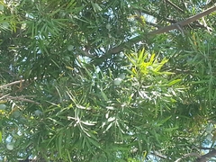 Afrocarpus falcatus