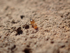 Crematogaster natalensis dulcis