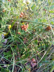 Dorycnium