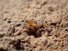 Crematogaster natalensis dulcis