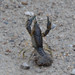 Procambarus steigmani - Photo (c) Gailon Brehm, μερικά δικαιώματα διατηρούνται (CC BY-NC), uploaded by Gailon Brehm