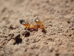 Crematogaster natalensis dulcis