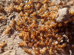 Crematogaster natalensis dulcis