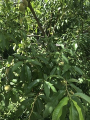 Prunus persica