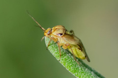 Lygus gemellatus