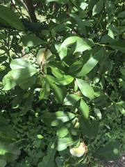 Prunus persica