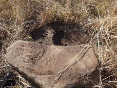 Crematogaster natalensis dulcis