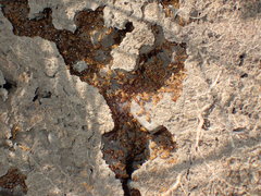 Crematogaster natalensis dulcis