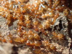 Crematogaster natalensis dulcis