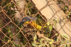 Malaconotus blanchoti