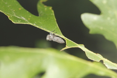 Microcentrus perditus