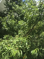 Prunus persica