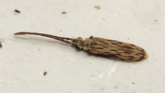 Tenomerga cinerea