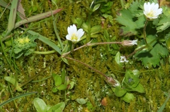 Dichodon cerastoides