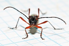 Necydalis laevicollis