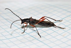 Necydalis laevicollis