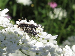 Hylaeus mesillae cressoni