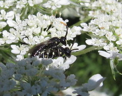 Hylaeus mesillae cressoni