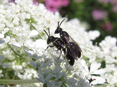 Hylaeus mesillae cressoni