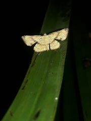 Corymica deducta