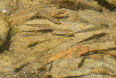 Catostomus occidentalis