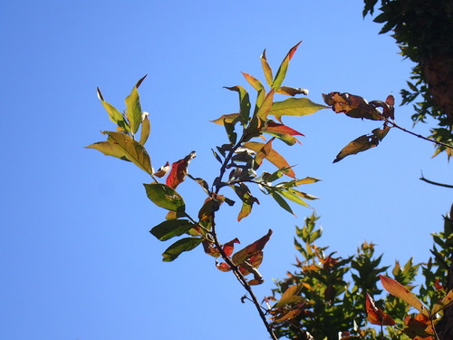 Image of Combretum erythrophyllum by (c) Mahomed Desai, some rights reserved (CC BY)