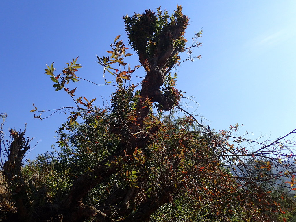 Combretum erythrophyllum - council-listed tree