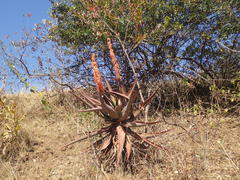 Aloe candelabrum
