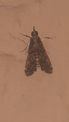 Crambidae