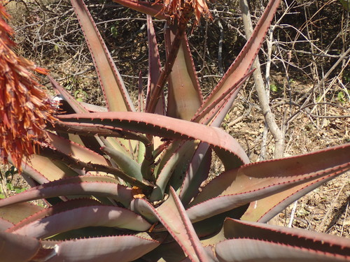 Image of Aloe candelabrum by (c) Mahomed Desai, some rights reserved (CC BY)