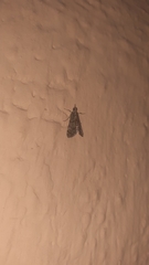 Crambidae