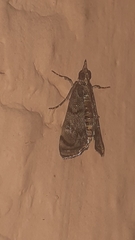 Crambidae