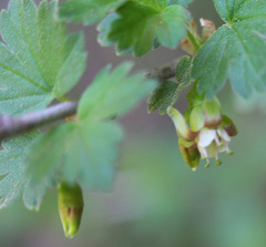 Ribes inerme