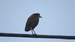 Nycticorax nycticorax obscurus