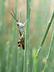 Chorthippus binotatus