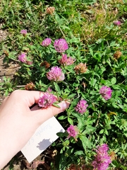 Trifolium pratense