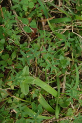 Oxalis bipartita