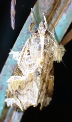 Callopistria floridensis