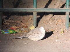 Columbina inca