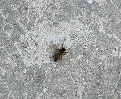 Apis mellifera