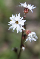 Lithophragma tenellum