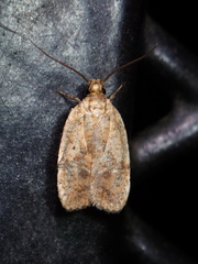 Agonopterix robiniella