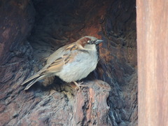 Passer domesticus